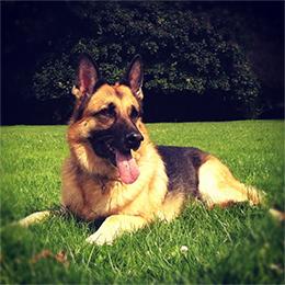 dog
